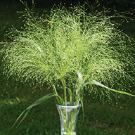 Panicum Virgatum "Fontaine" | Ornamental Grass | 30+ seeds