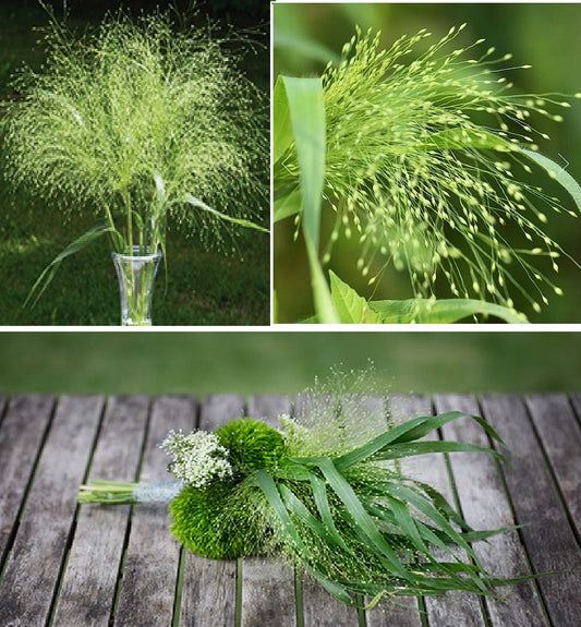 Panicum Virgatum "Fontaine" | Ornamental Grass | 30+ seeds