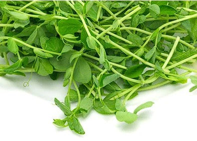 Organic Pea Seeds for Shoots and Sprouts | Microgreens