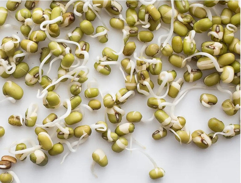 Organic Pea Seeds for Shoots and Sprouts | Microgreens