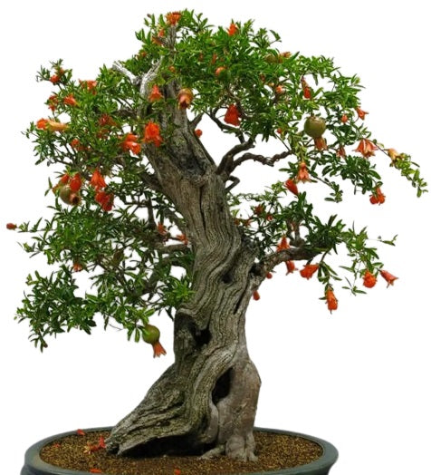 Bonsai Tree Seed Mix 1 | 40+ seeds, 10 of each