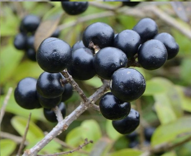 Wild Privet (Ligustrum Vulgare) | 50+ seeds | Hedging | Flowrs & Berries