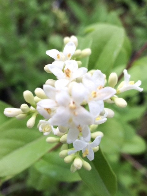 Wild Privet (Ligustrum Vulgare) | 50+ seeds | Hedging | Flowrs & Berries