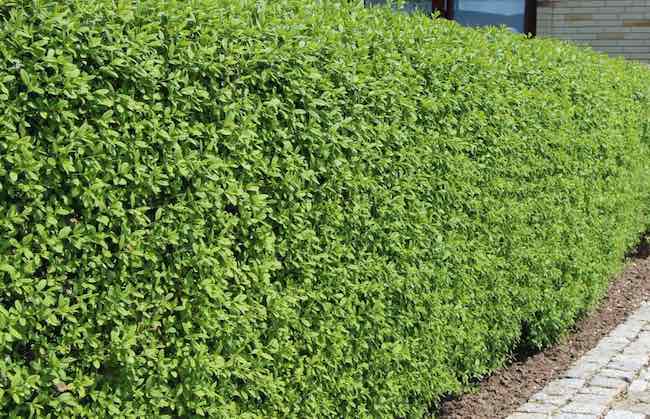 Wild Privet (Ligustrum Vulgare) | 50+ seeds | Hedging | Flowrs & Berries