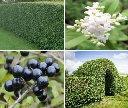 Wild Privet (Ligustrum Vulgare) | 50+ seeds | Hedging | Flowrs & Berries