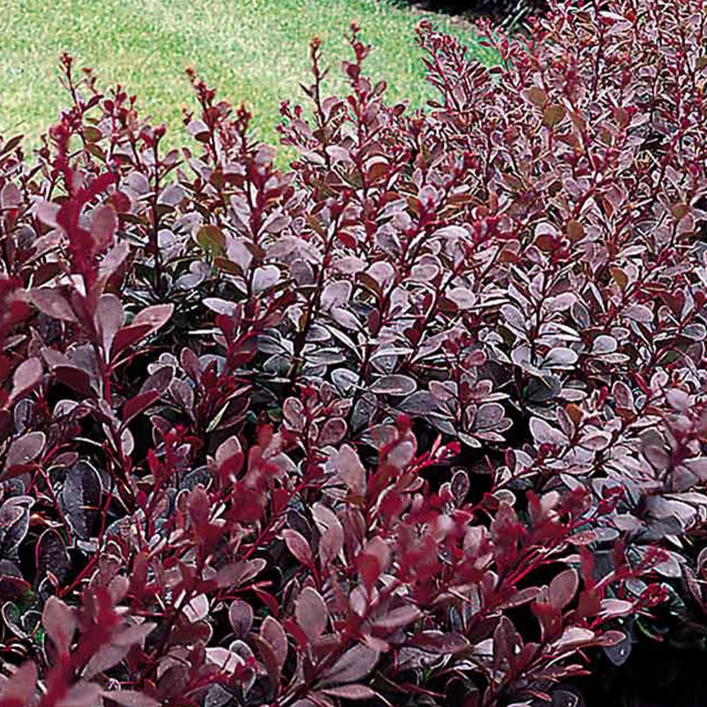 Purple Barberry Seeds (Berberis Thunbergii Atropurpurea) | 50+ seeds