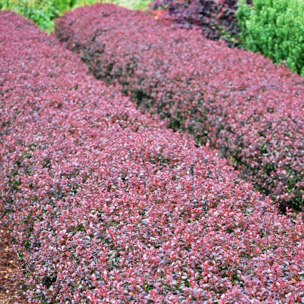 Purple Barberry Seeds (Berberis Thunbergii Atropurpurea) | 50+ seeds