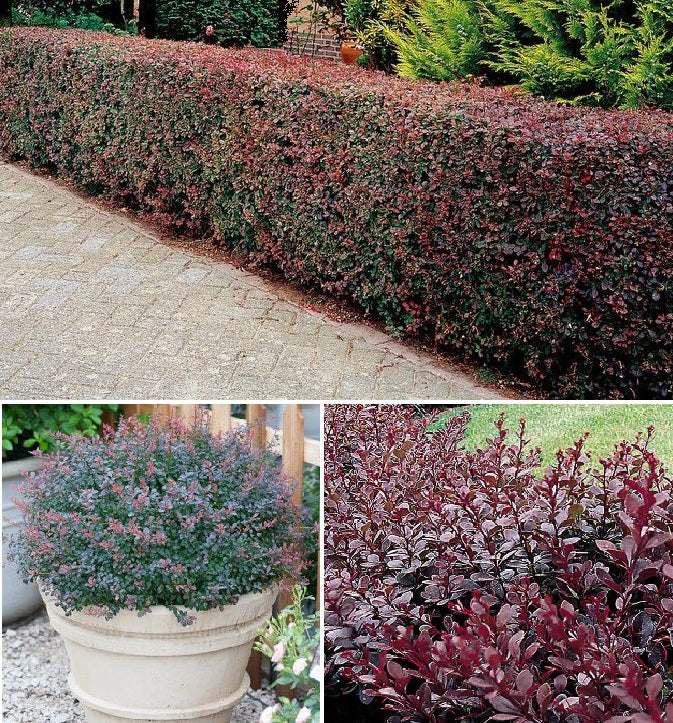 Purple Barberry Seeds (Berberis Thunbergii Atropurpurea) | 50+ seeds