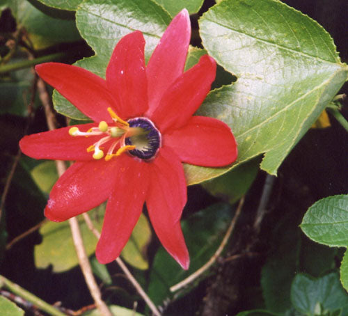 Red Passion Flower (Passiflora Manicata) | 15+ seeds | Rare