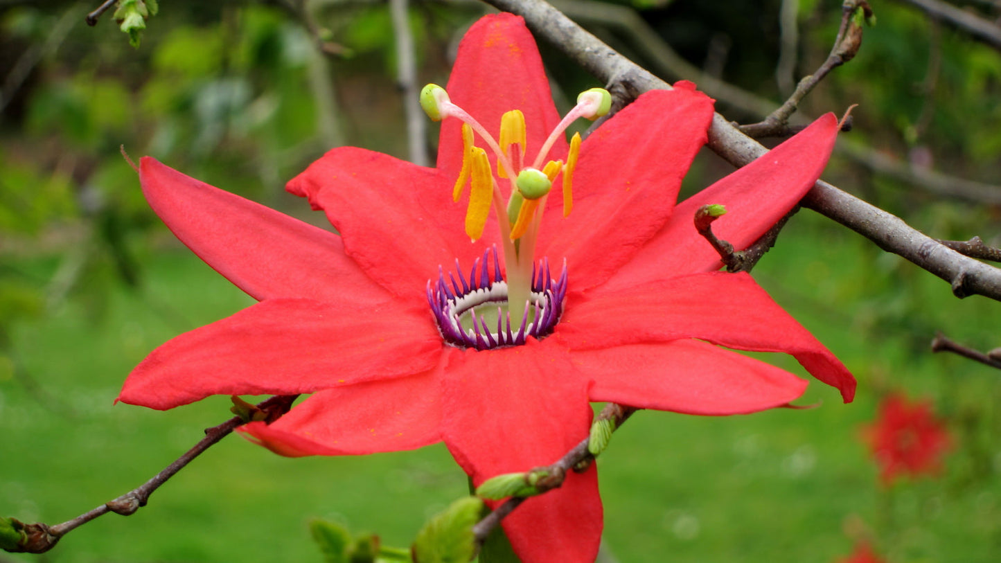 Red Passion Flower (Passiflora Manicata) | 15+ seeds | Rare
