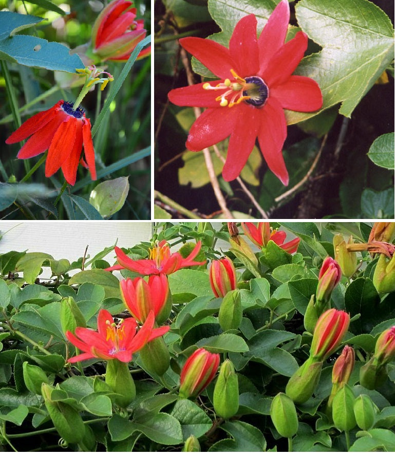 red passion flower seeds Red Passion Flower (Passiflora Manicata) | 15+ seeds