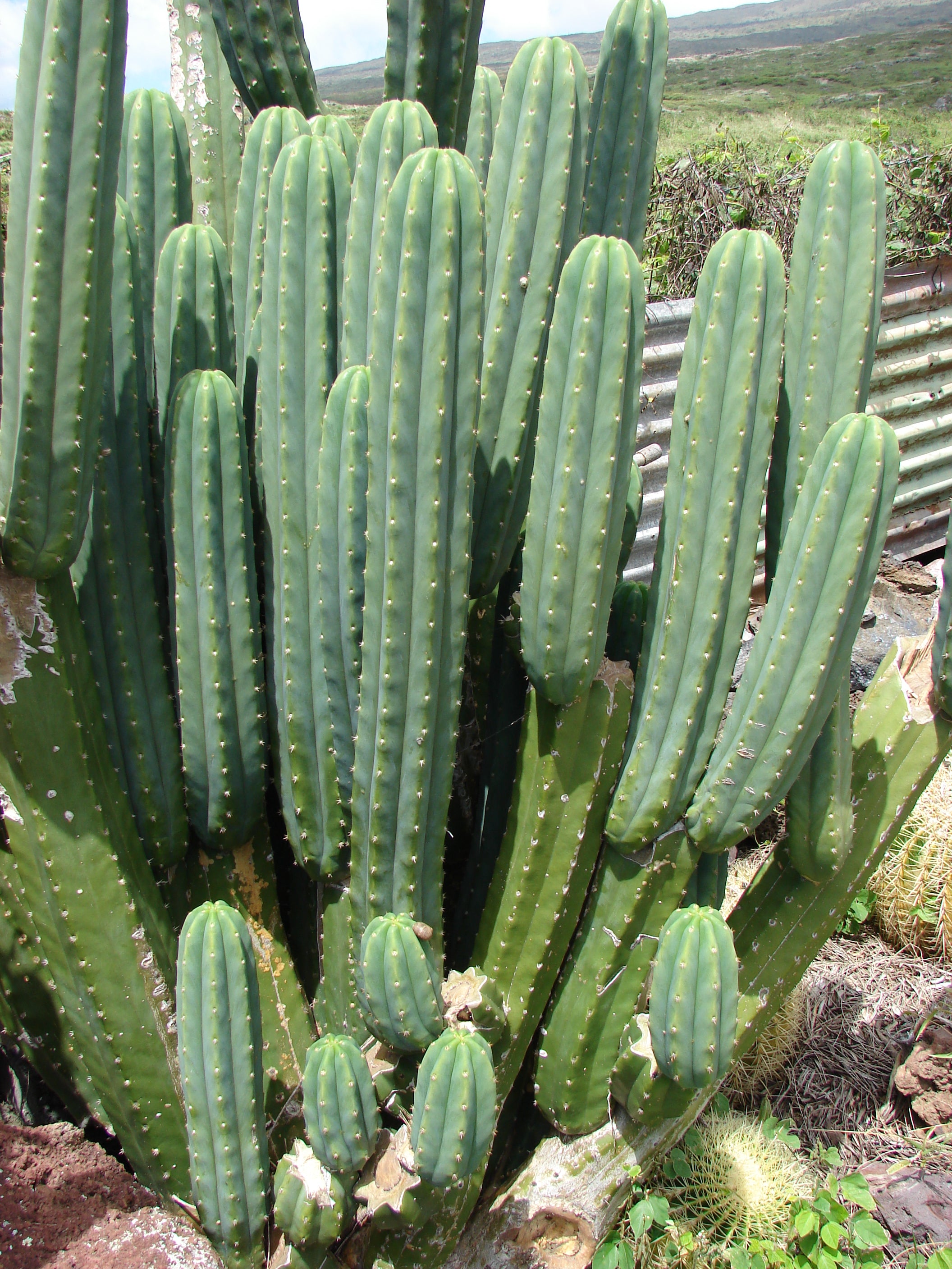 buy san pedro cactus uk San Pedro Cactus (Echinopsis Pachanoi) 20+ seeds – speedyseeds