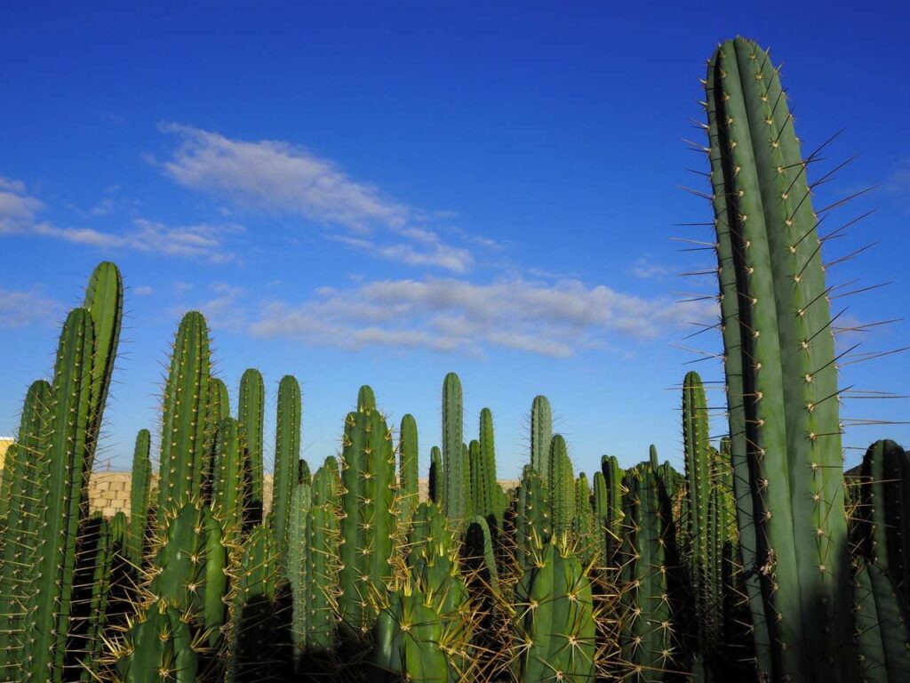 San Pedro Cactus (Echinopsis Pachanoi) 20+ seeds