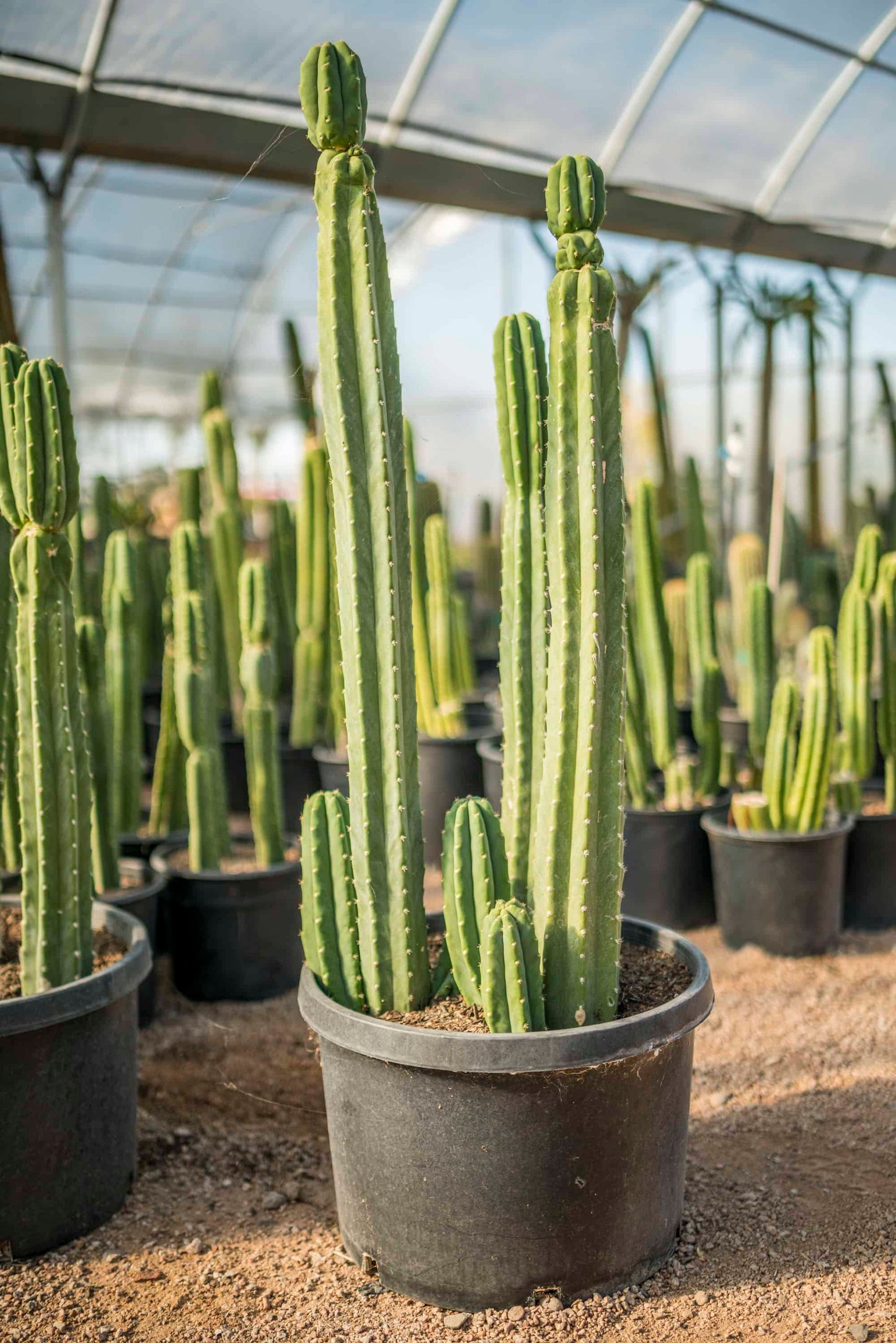 San Pedro Cactus (Echinopsis Pachanoi) 20+ seeds