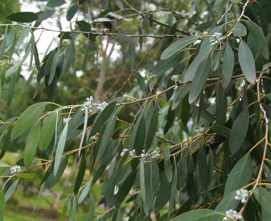 Tasmanian Snow Gum Eucalyptus Coccifera | 25+ seeds UK Hardy