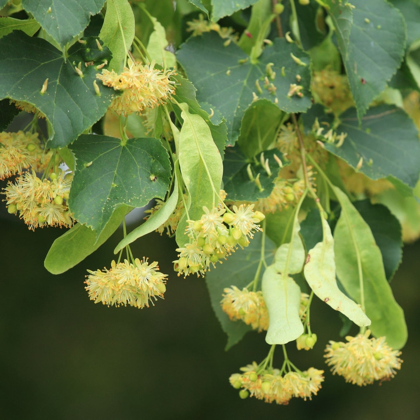 Lime Tree (Tilia Cordata) | 25+ seeds | Linden Tea