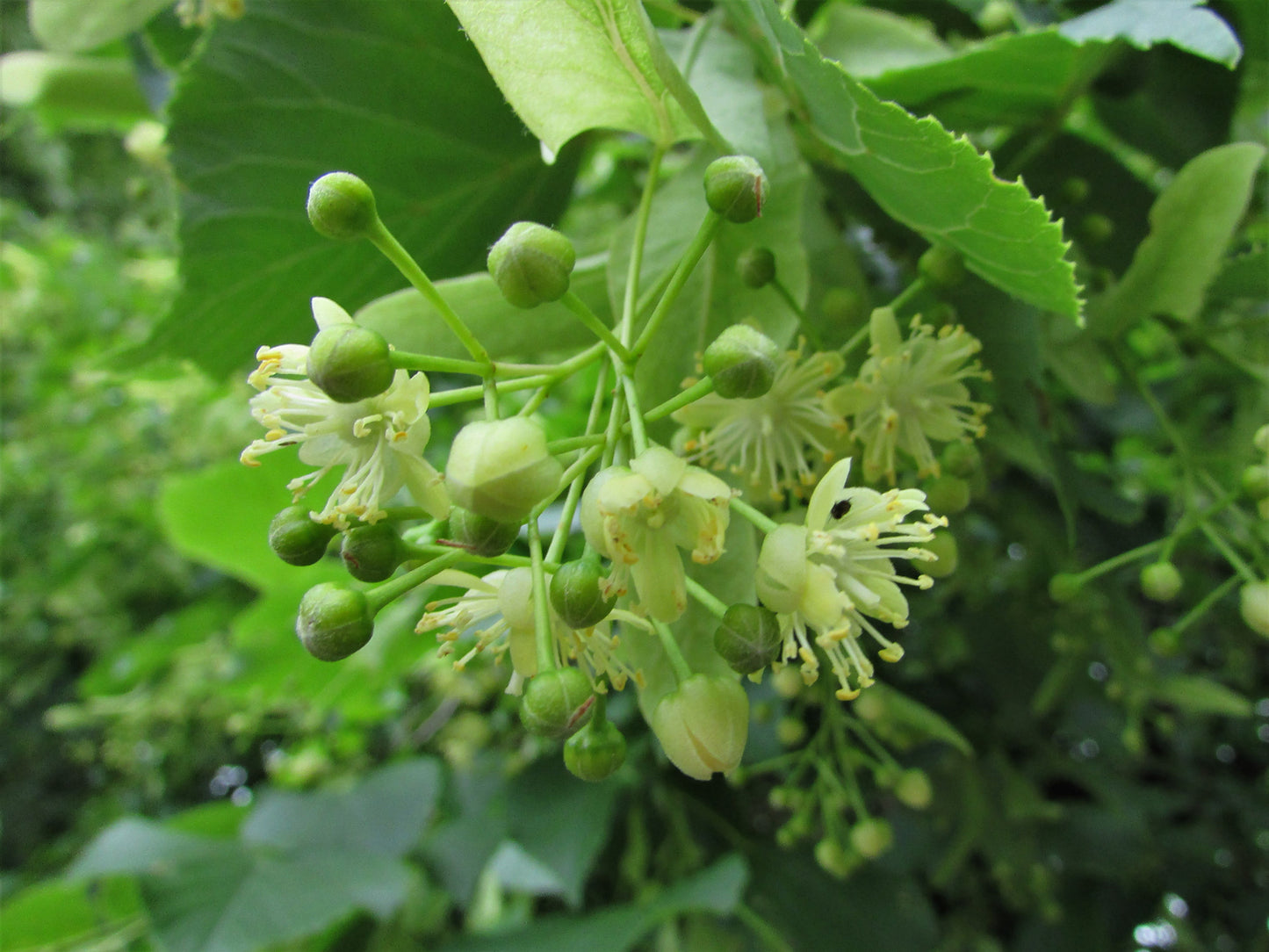 Lime Tree (Tilia Cordata) | 25+ seeds | Linden Tea