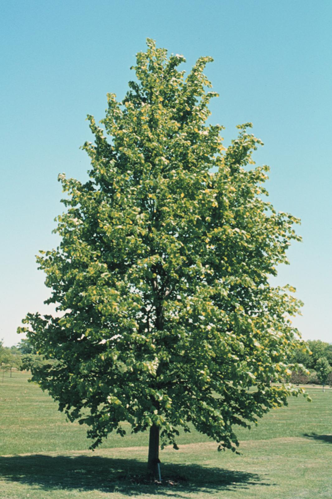 Lime Tree (Tilia Cordata) | 25+ seeds | Linden Tea