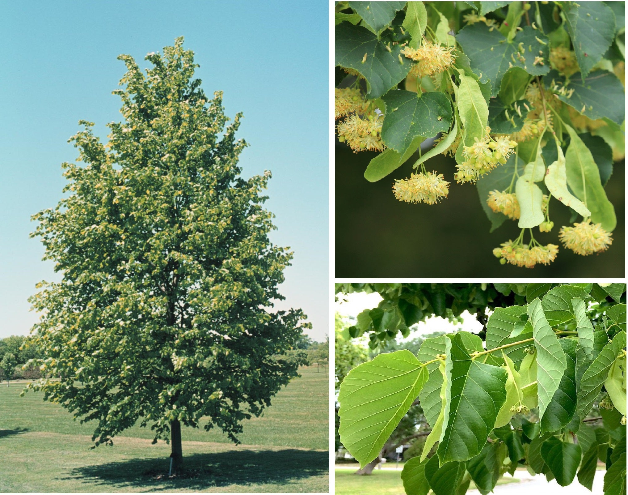 Tilia cordata (Littleleaf Linden)