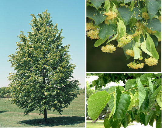 Lime Tree (Tilia Cordata) | 25+ seeds | Linden Tea