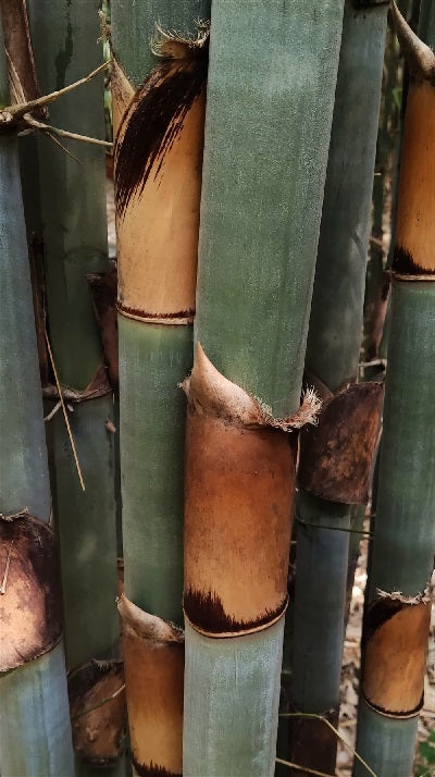 Tinwa Bamboo (Schizostachyum Pergracile) | 10 seeds | V Rare