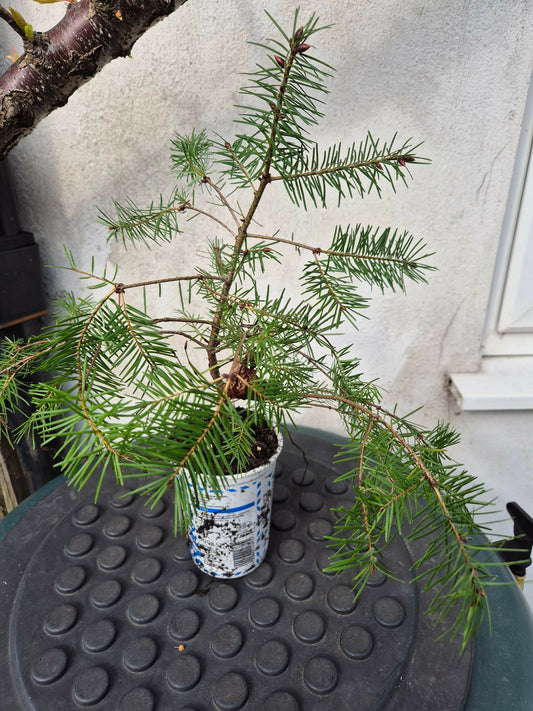 Douglas Fir Tree in 13cm pot (Pseudotsuga Menziesii) | Fully Hardy | Bonsai