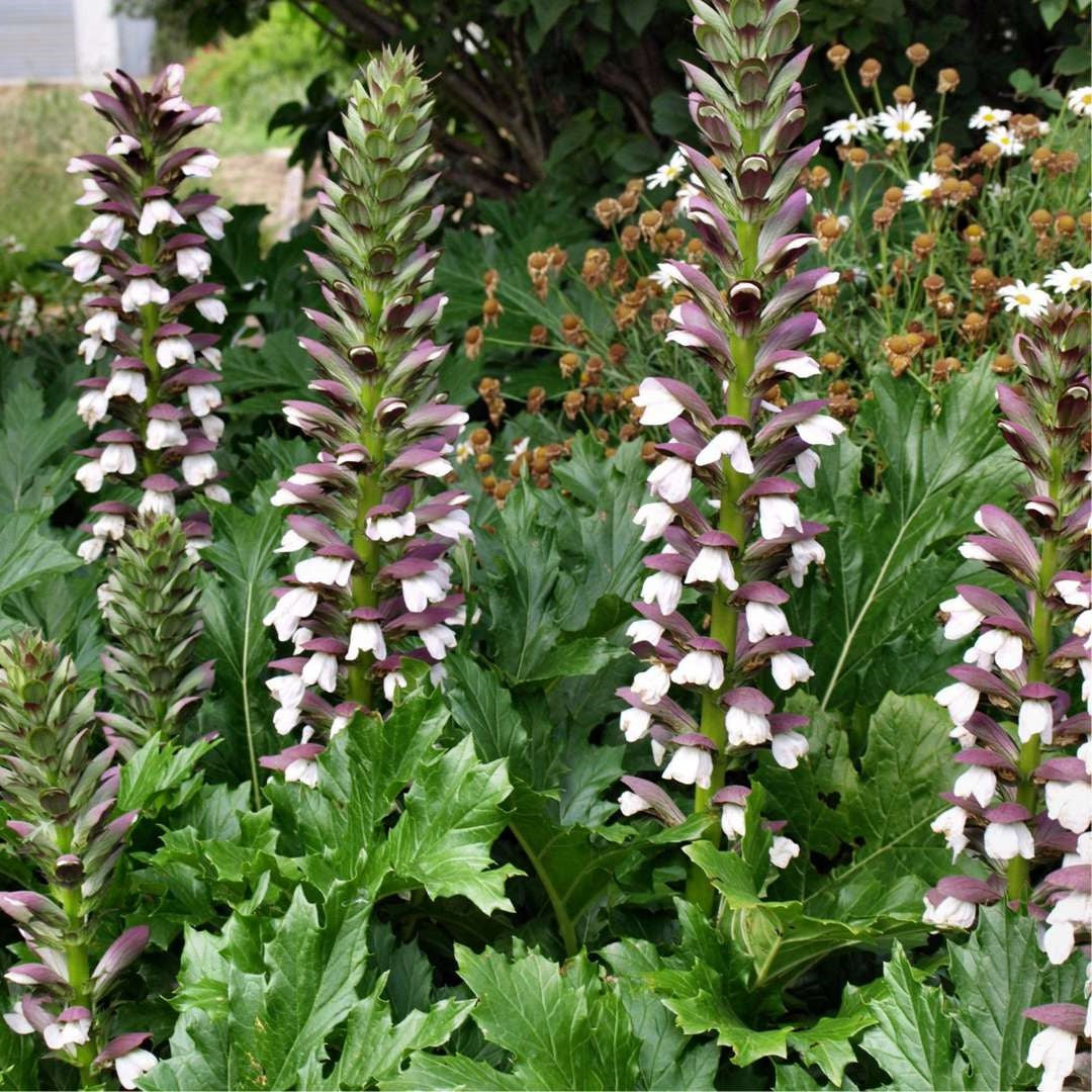 Acanthus Mollis | Bears Breeches | 4 Seeds | Perennial