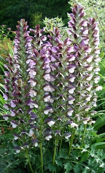 Acanthus Mollis | Bears Breeches | 4 Seeds | Perennial