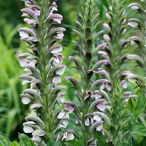 Acanthus Mollis | Bears Breeches | 4 Seeds | Perennial