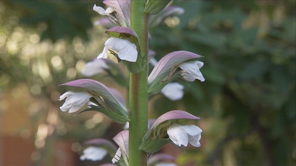 Acanthus Mollis | Bears Breeches | 4 Seeds | Perennial