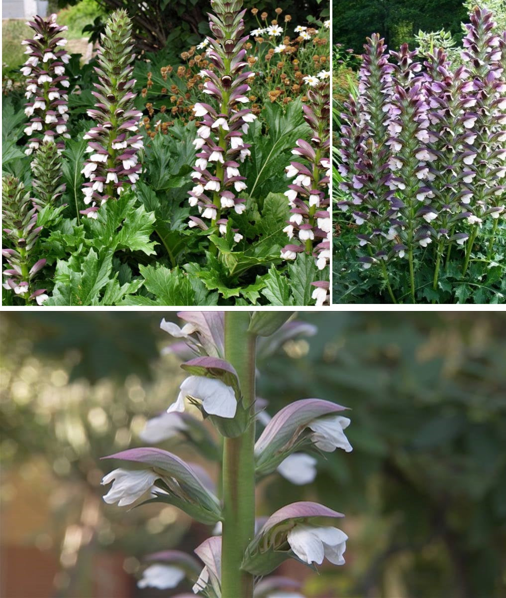 Acanthus Mollis | Bears Breeches | 4 Seeds | Perennial