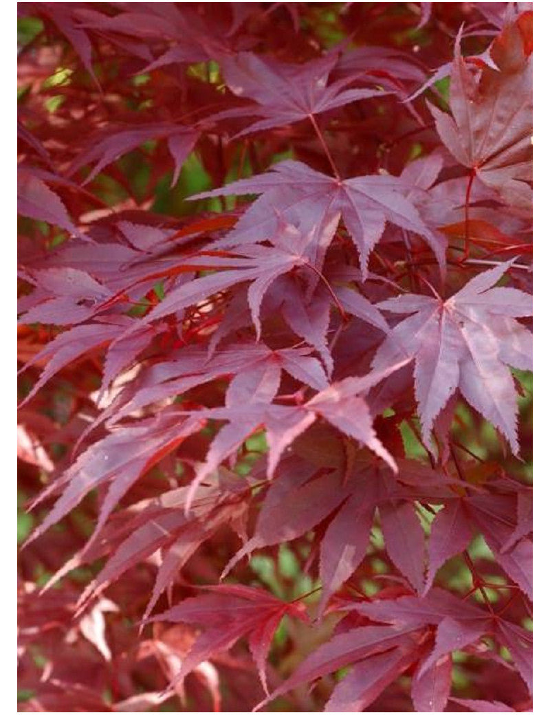 Japanese Maple (Acer Palmatum Atropurpureum) | 10+ Seeds