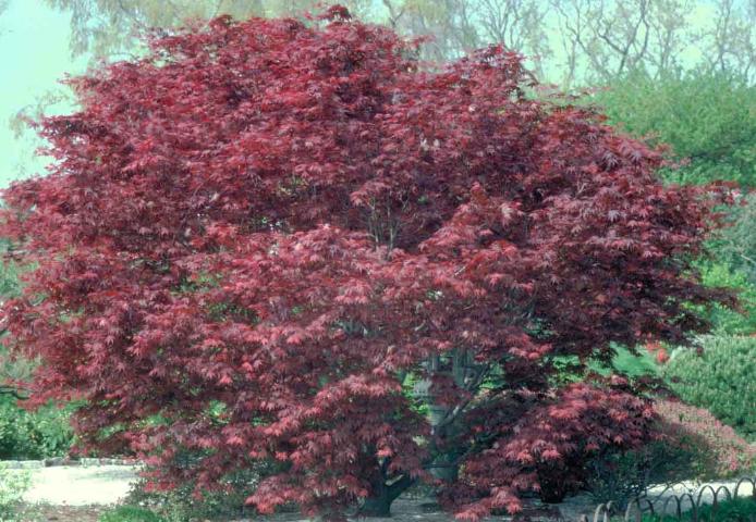 Japanese Maple (Acer Palmatum Atropurpureum) | 10+ Seeds