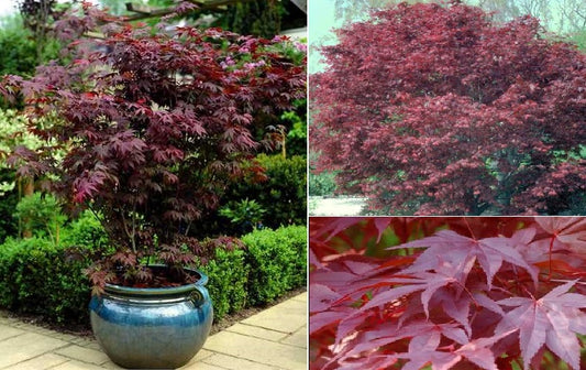 Japanese Maple (Acer Palmatum Atropurpureum) | 10+ Seeds