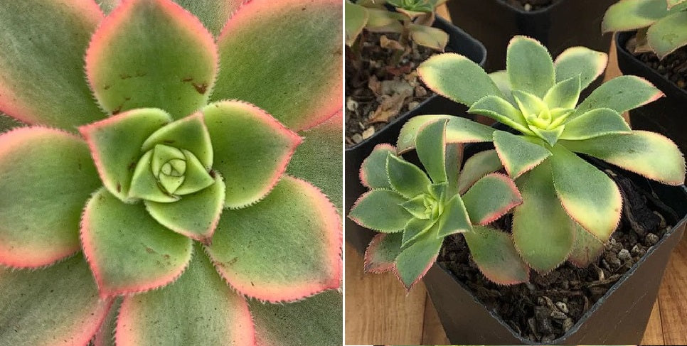 Aeonium Haworthii Variagata | 25+ Seeds | House Plant