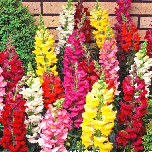 Giant Snapdragon Mix | 300+ seeds | Antirrhinum Majus