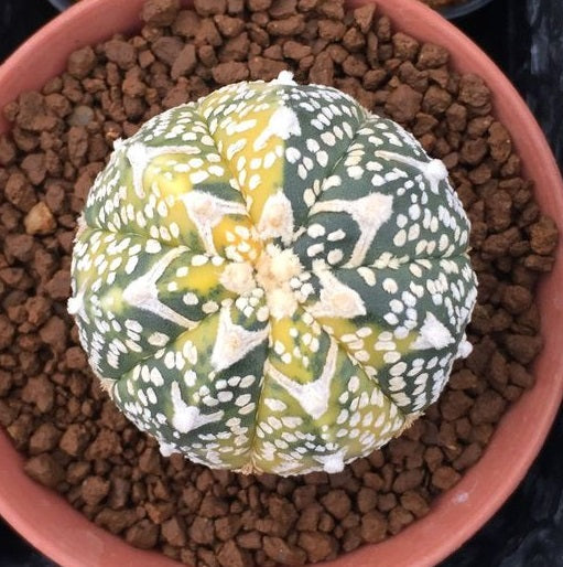 Astrophytum Asterias Superkabuto V | 10 Seeds | Rare Cactus