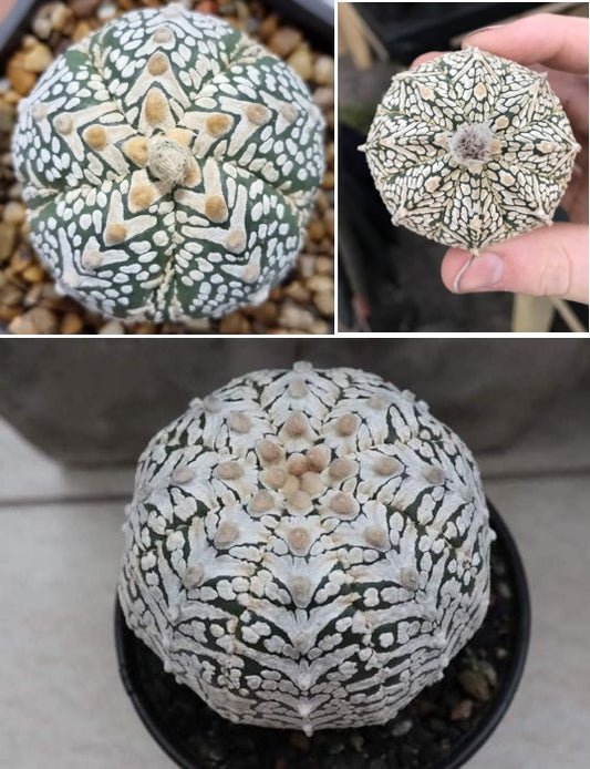 Astrophytum Asterias Superkabuto V | 10 Seeds | Rare Cactus