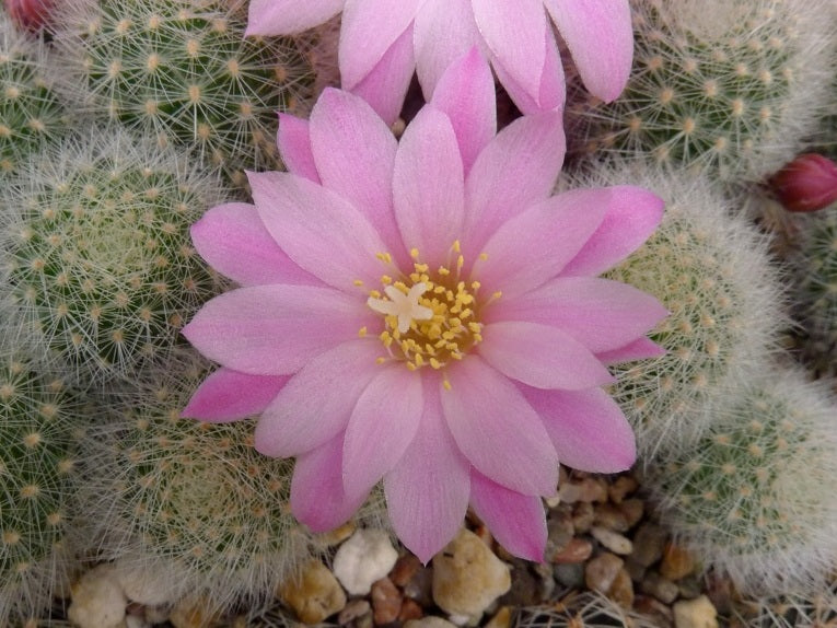 Aylosteran Arvaecensis Cactus | Narvaez, Tarija | 10 seeds | Rare | Rebutia