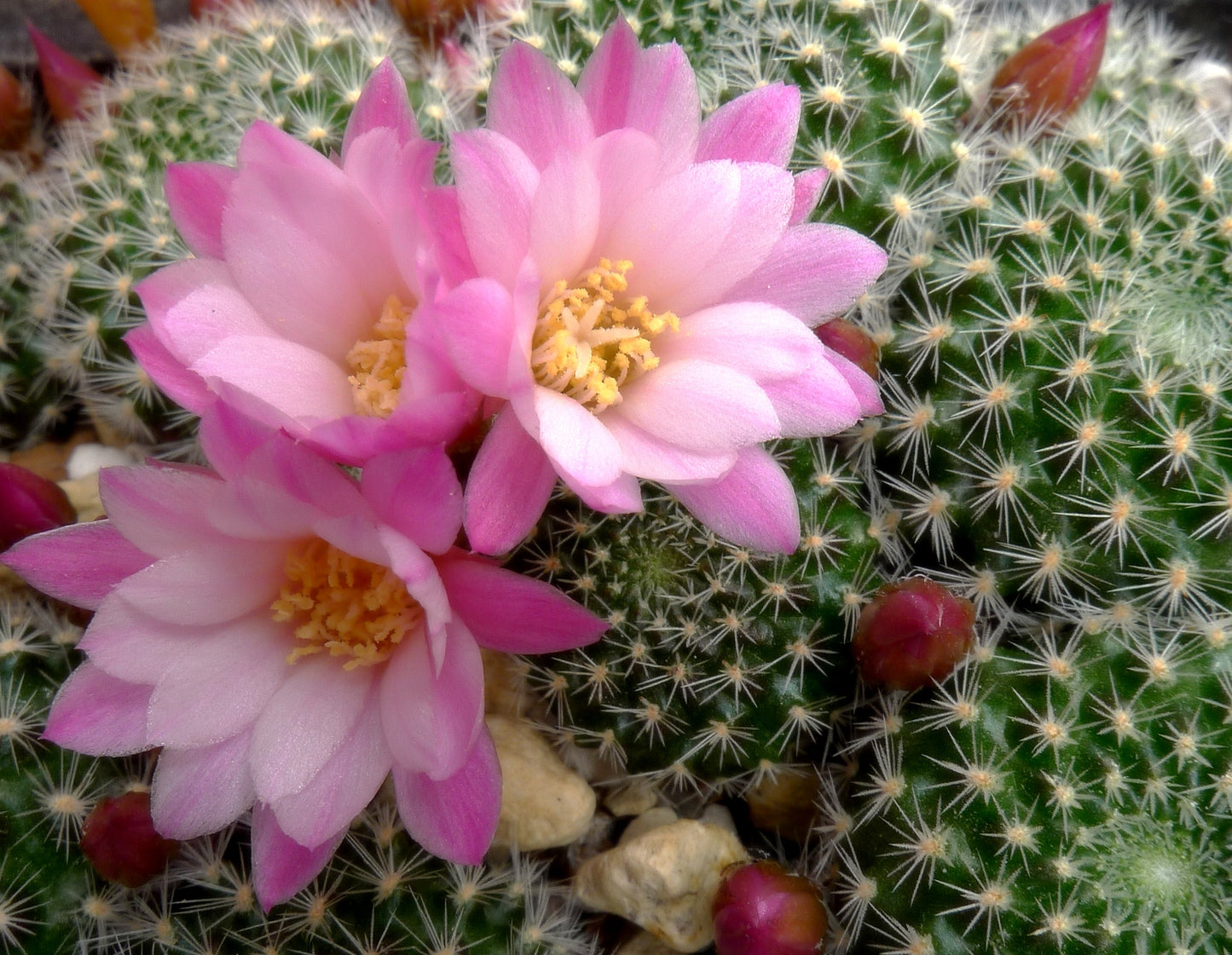 Aylosteran Arvaecensis Cactus | Narvaez, Tarija | 10 seeds | Rare | Rebutia