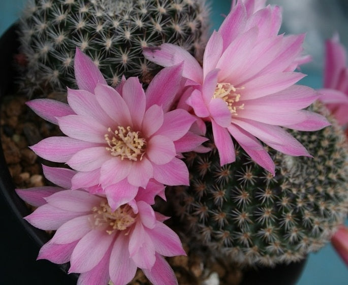 Aylosteran Arvaecensis Cactus | Narvaez, Tarija | 10 seeds | Rare | Rebutia