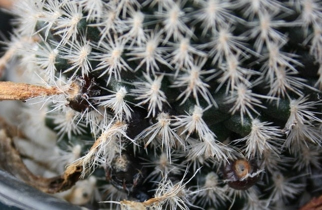 Aylosteran Arvaecensis Cactus | Narvaez, Tarija | 10 seeds | Rare | Rebutia