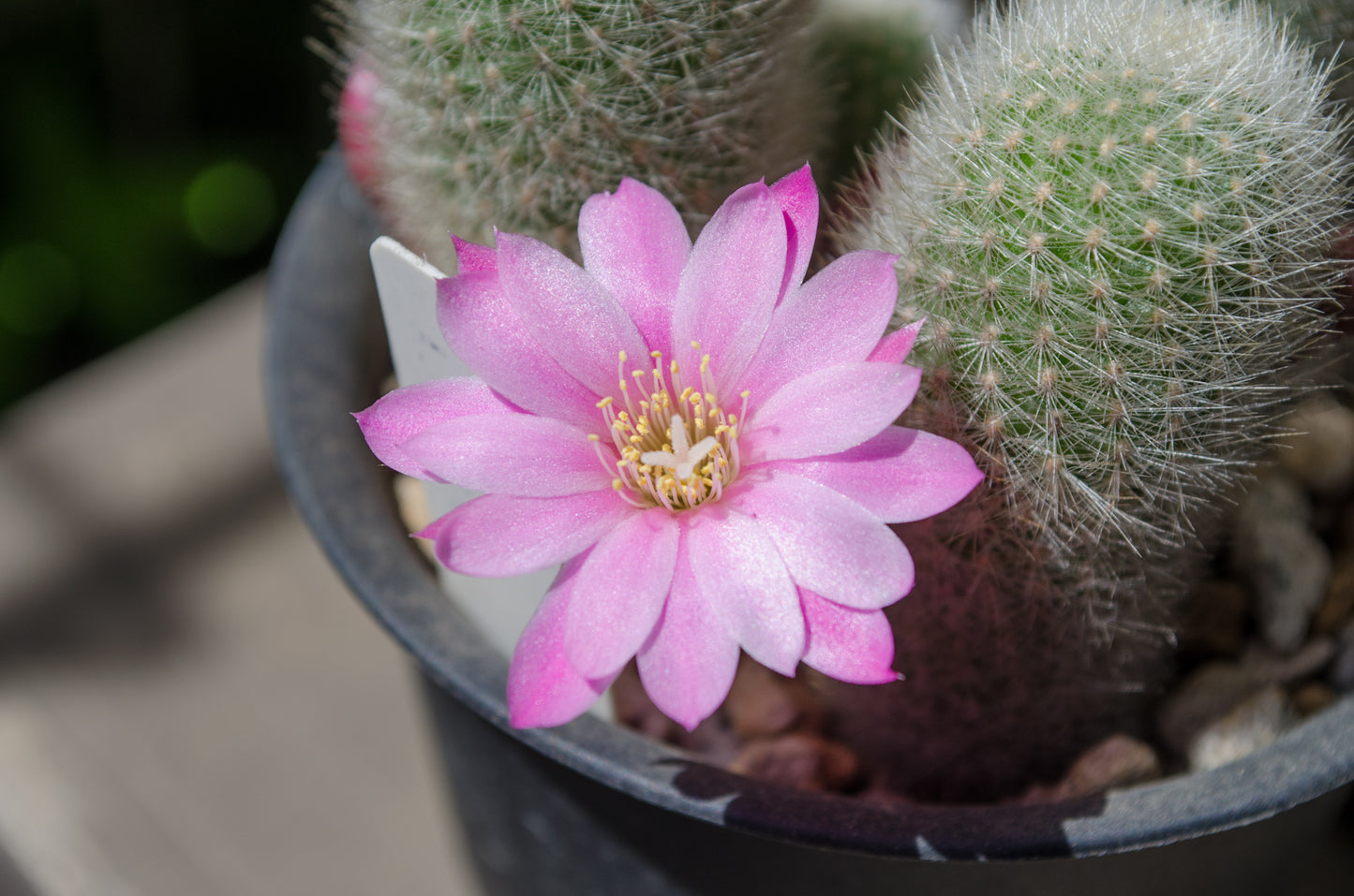 Aylosteran Arvaecensis Cactus | Narvaez, Tarija | 10 seeds | Rare | Rebutia