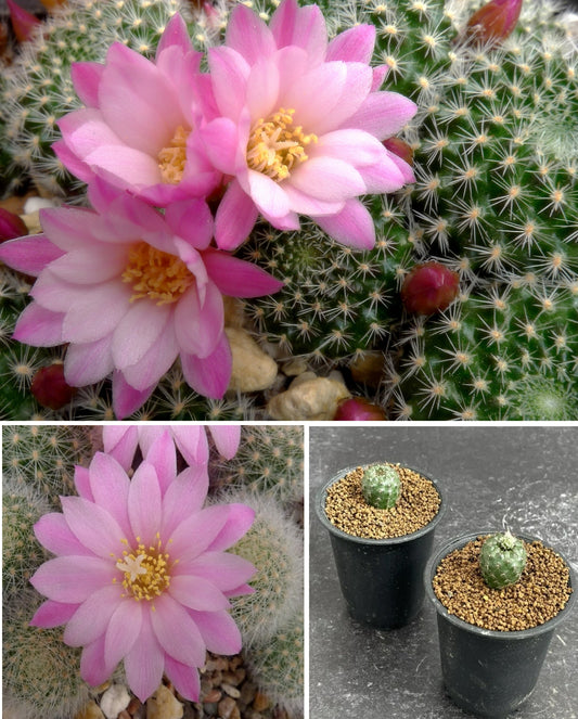 Aylosteran Arvaecensis Cactus | Narvaez, Tarija | 10 seeds | Rare | Rebutia