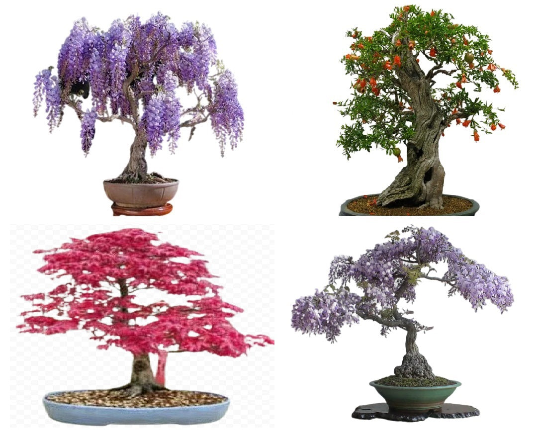 Bonsai Tree Seed Mix 1 | 40+ seeds, 10 of each