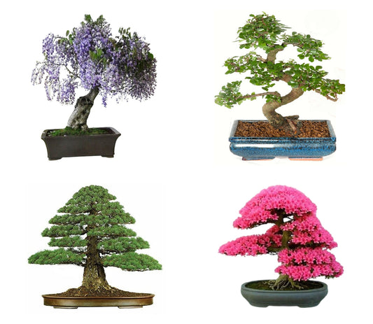 Bonsai Tree Seed Mix 2 | 40 fresh seeds, 10 of each