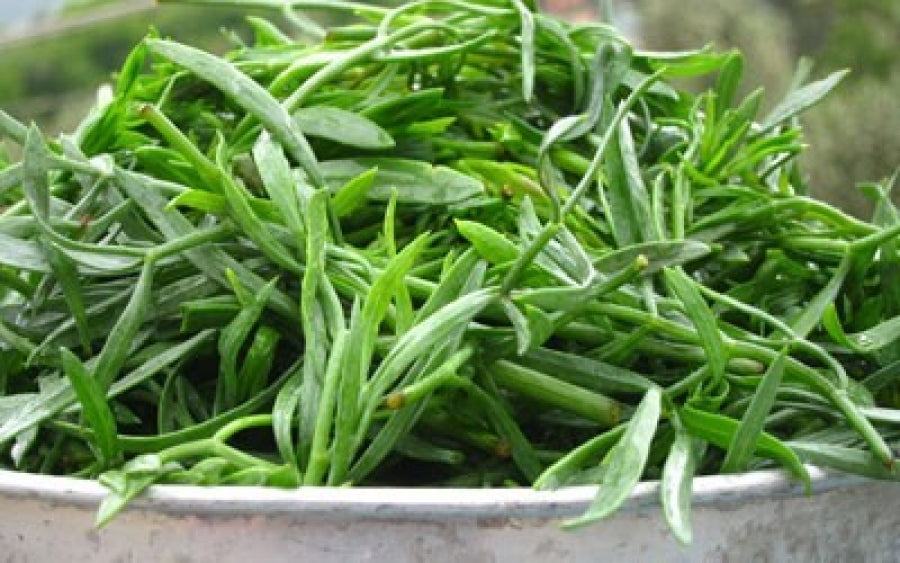 Rock Samphire | Crithmum Maritimum | 30+ seeds | Edible Herb