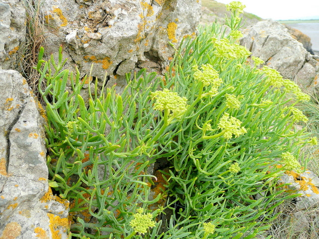 Samohire Tree Rock Samphire | Crithmum Maritimum | 30+ seeds | Edible Herb – speedyseeds