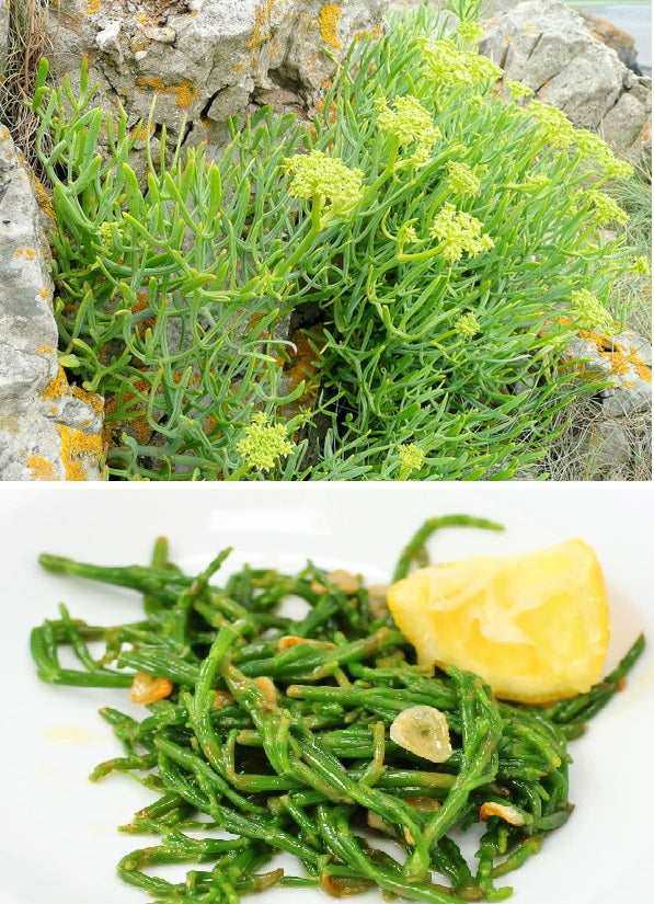 Samohire Tree Rock Samphire | Crithmum Maritimum | 30+ seeds | Edible Herb – speedyseeds