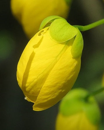 Golden Shower Tree | 20+ seeds | Amaltas | Indian Laburnum